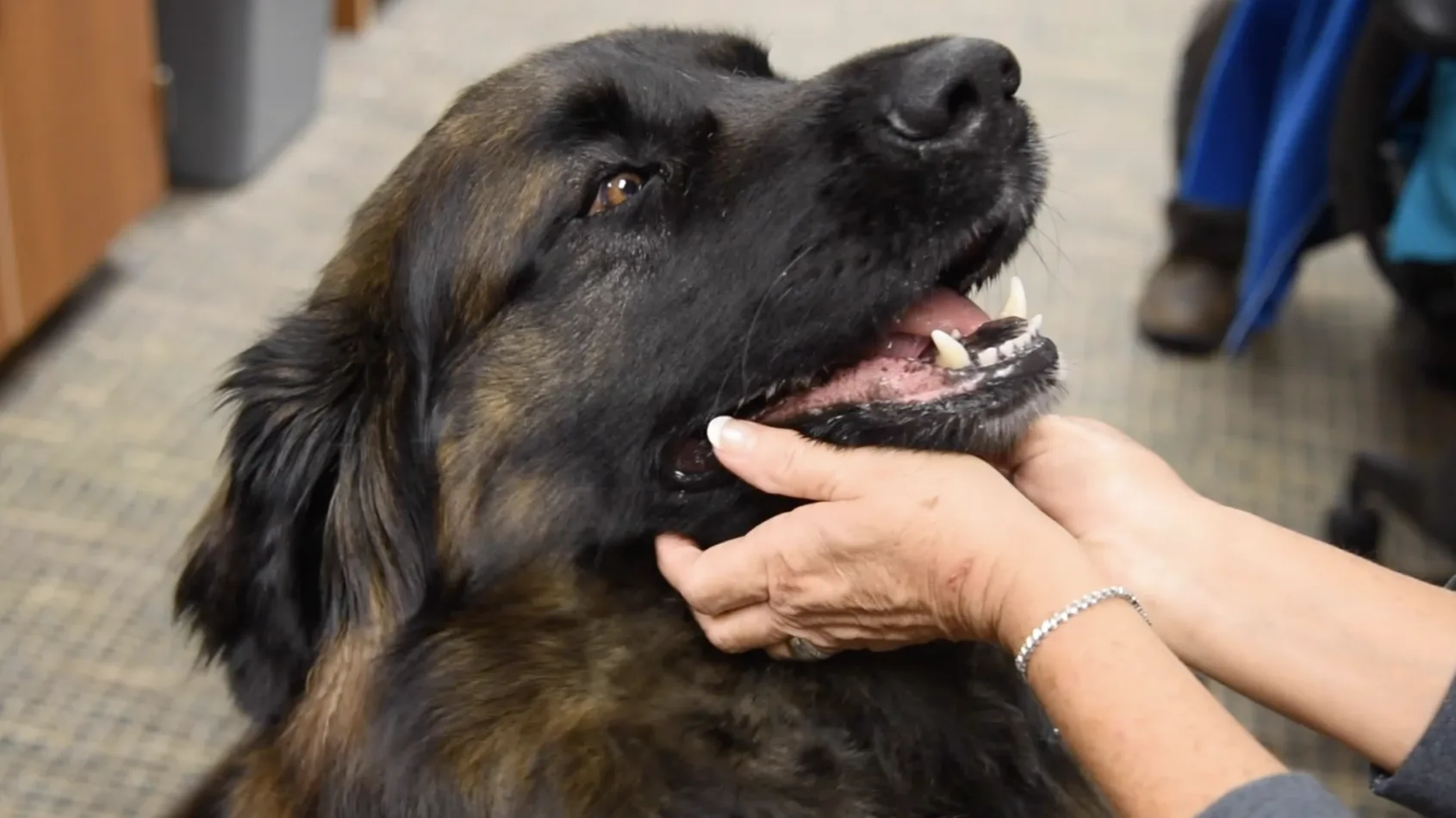 Therapy dog takes up a lot of room in the hallway and in team member’s hearts