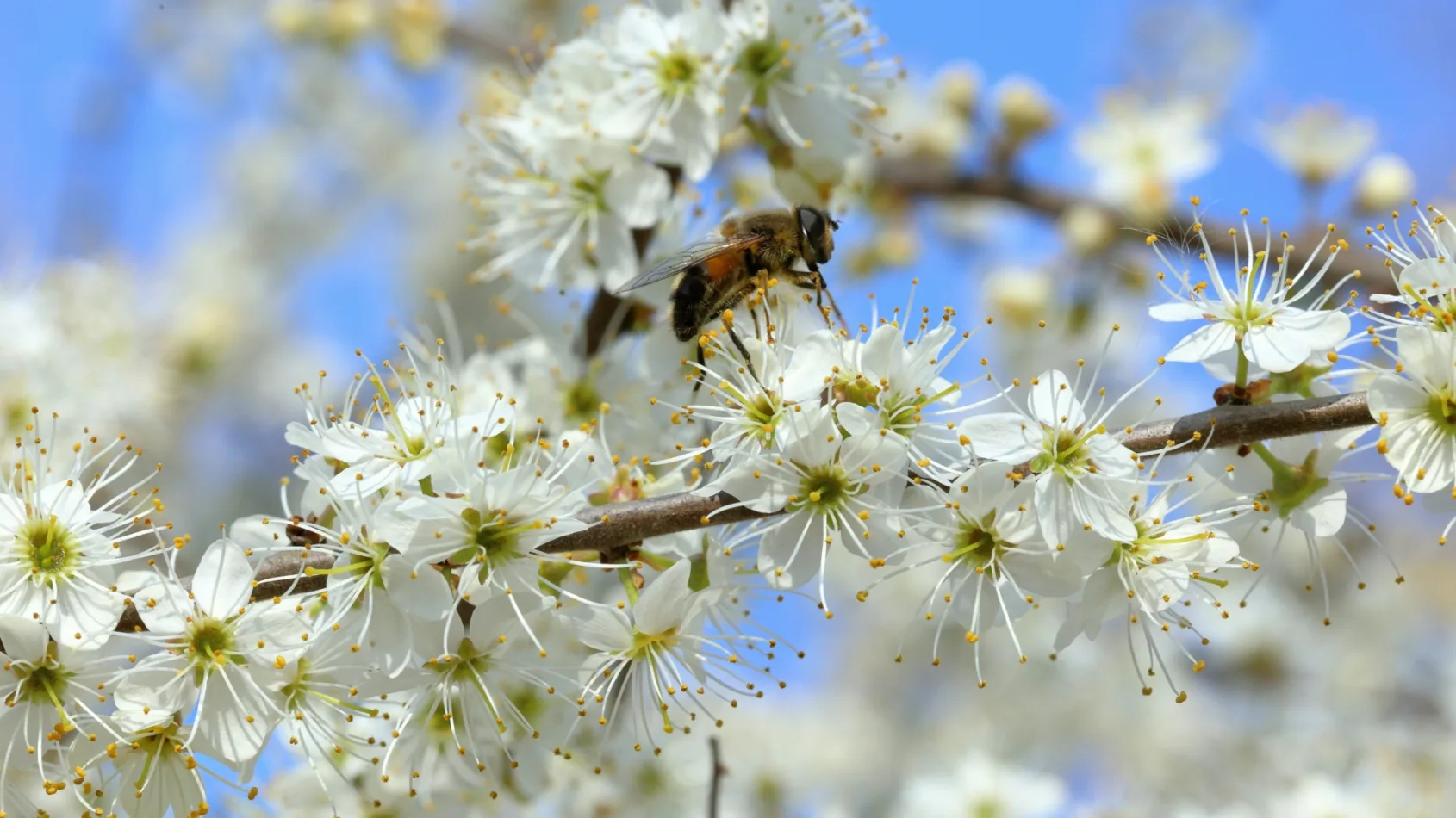Managing allergies and bug bites this spring