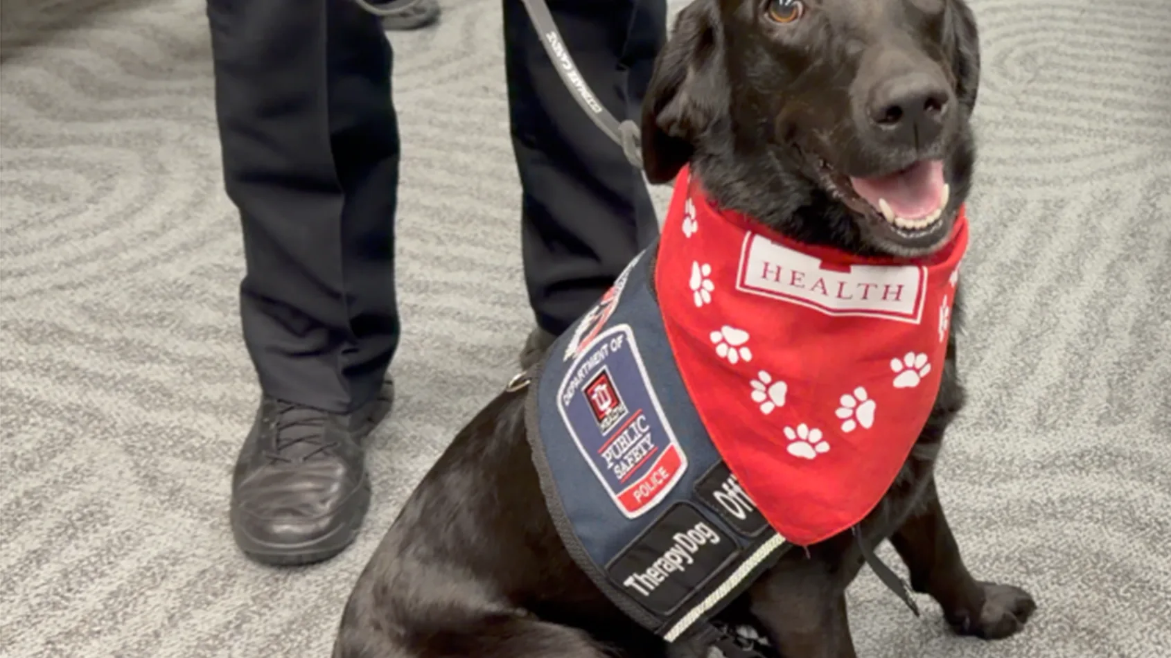 K9 Callie provides care for IU Health's care teams