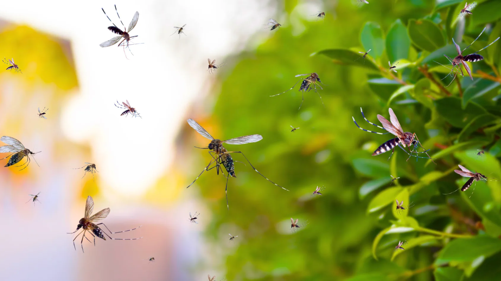 Bug bites and stings: Knowing when care is needed