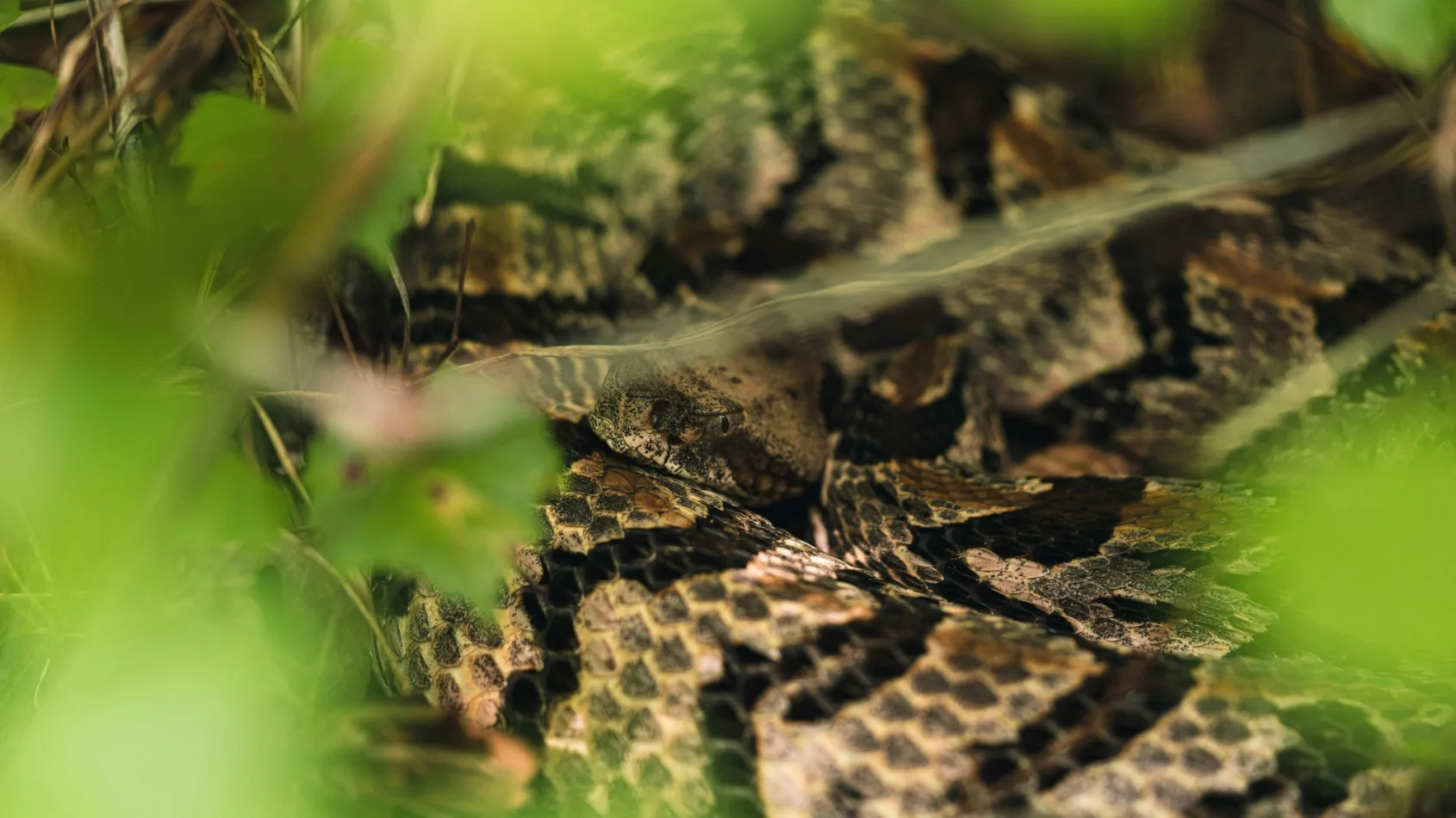 What to do when a snake bites