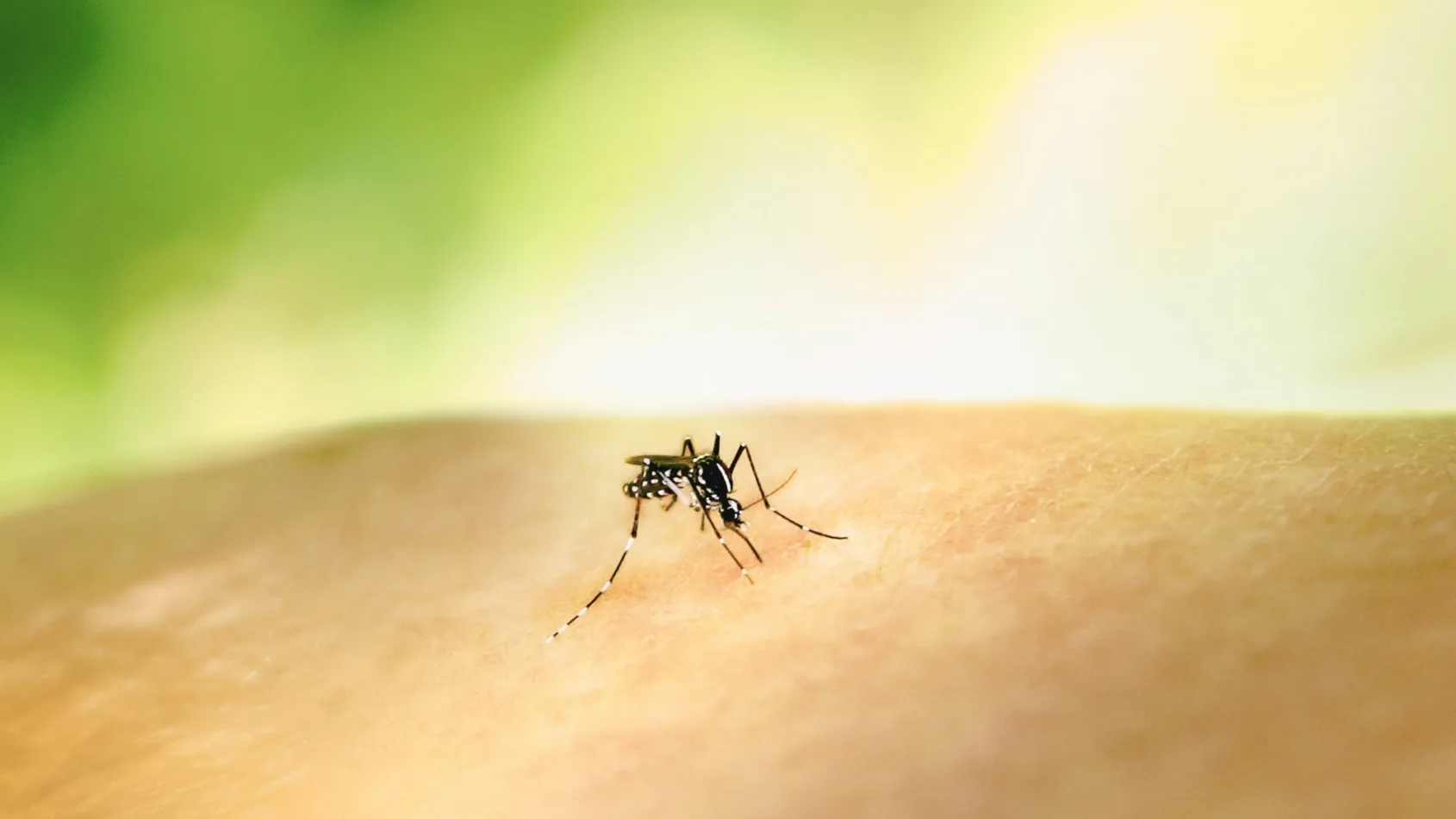 It’s more than a bite: A West Nile virus Q&A