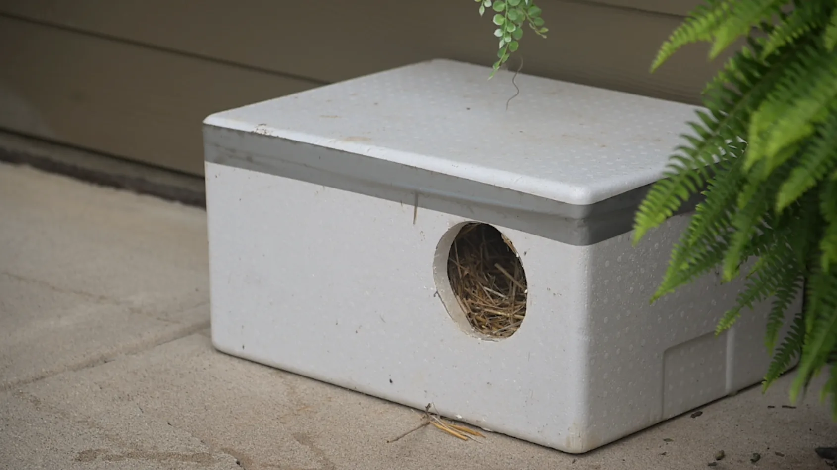 Pharmacy tech repurposes Styrofoam coolers to be used as cat shelters