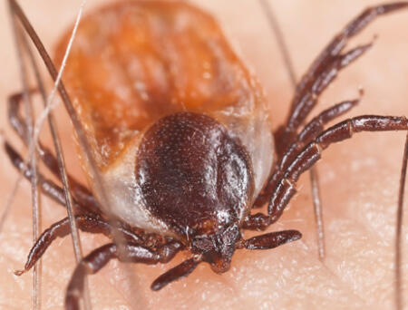 Little bugs pack a big bite: Understanding Lyme disease