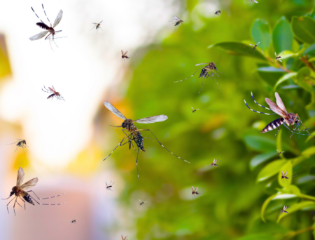 Bug bites and stings: Knowing when care is needed