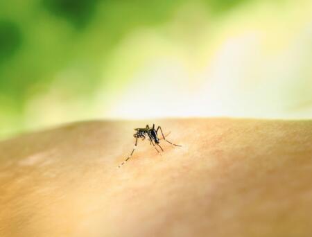 It’s more than a bite: A West Nile virus Q&A