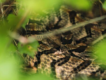 What to do when a snake bites