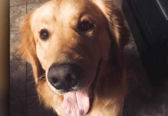 Good Boy! Dog Noses Are Most Accurate Detector Of Prostate Cancer