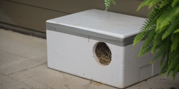 Pharmacy tech repurposes Styrofoam coolers to be used as cat shelters image.