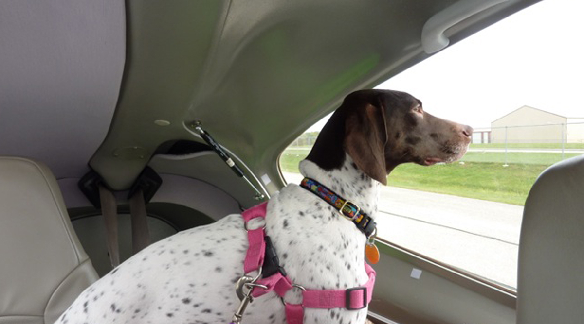 Dog travels in the back of a car